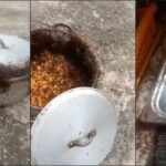 “This is pure witchcraft” — Speculations as soldier ants attack pot of jollof rice (Video)