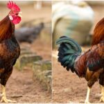 Kano court orders killing of ‘noisy’ cockerel for disturbing neighbours