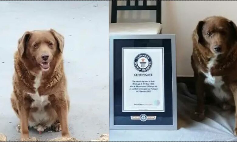 Bobi, world’s oldest dog marks 31st birthday
