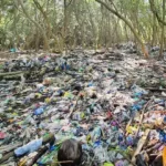 According to HYPREP, plastic pollution threatens mangroves in the N'Delta.