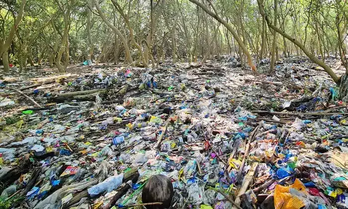 According to HYPREP, plastic pollution threatens mangroves in the N'Delta.