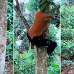 Man who took girlfriend to his hometown sees her climbing trees