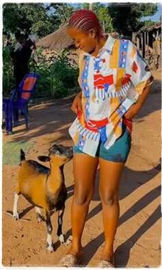 "Your bestie is pregnant" - Lady pampers her pregnant goat in video