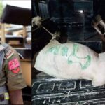 Police arrest cow belonging to cultists in Osun