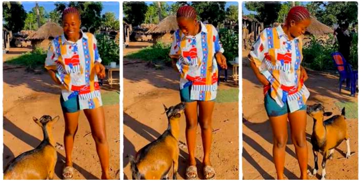 "Your bestie is pregnant" - Lady pampers her pregnant goat in video