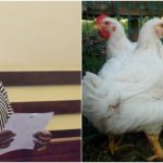 Woman dragged to court for killing her mother's four chickens and threatened to set herself ablaze