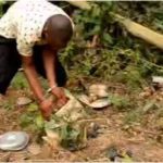 100-level OAU student killed for money ritual in Ogun; hand and wrists sold for N100,000