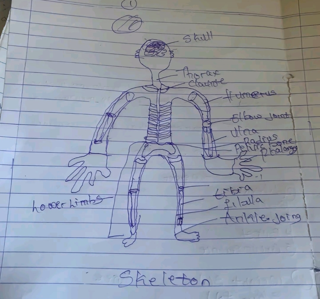 "Them suppose expel some of una" - Anatomy students class assignment causes stir online with funny skeleton drawings