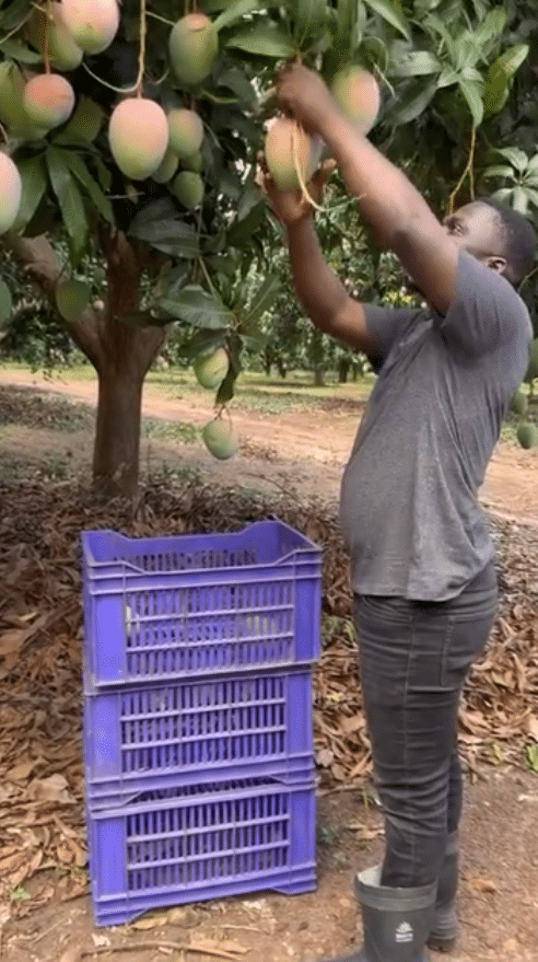 Man stuns many as he returns home from UK to start farming, shows off his 100 acres of mango farm